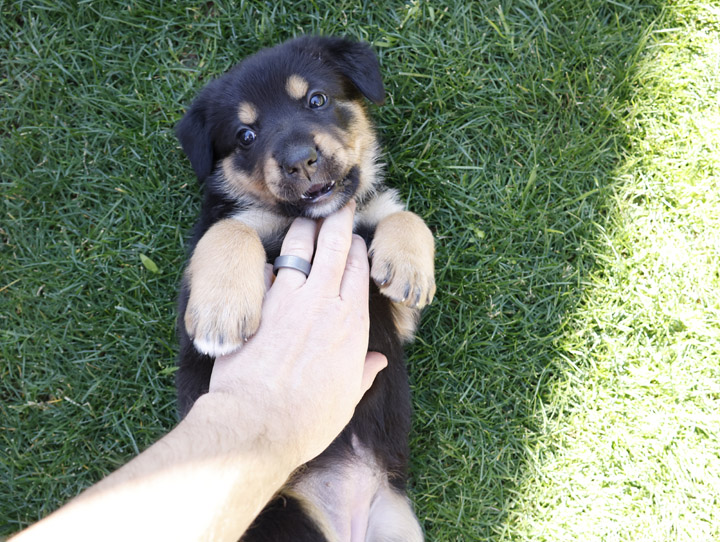 chinook dog